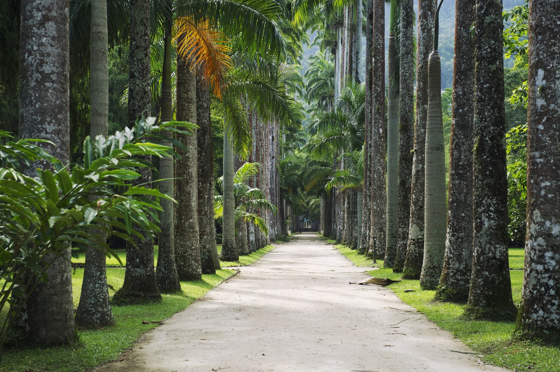 Jardín Botánico de Río de Janeiro