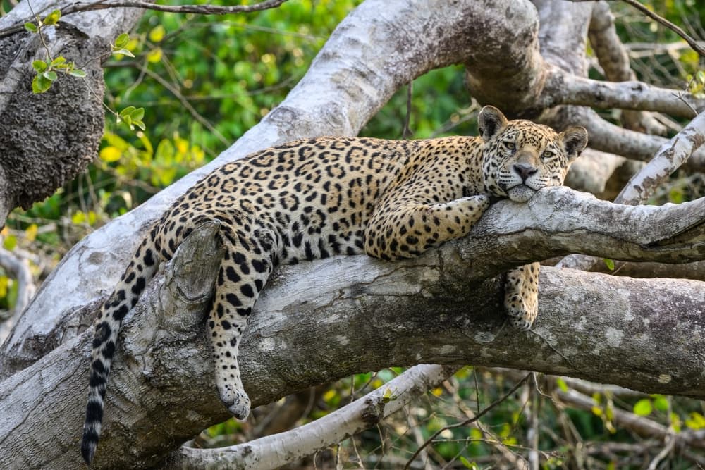 Pantanal y Centro-Oeste