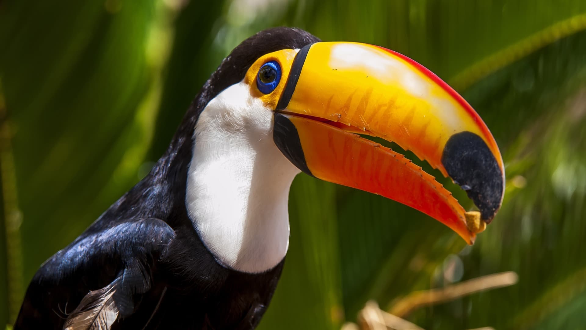 El Pantanal, la más bella reserva natural de animales salvajes de Brasil