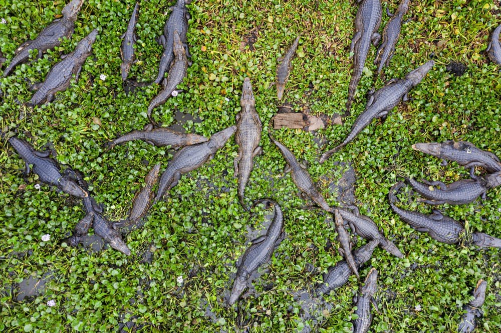 Los cocodrilos del Pantanal